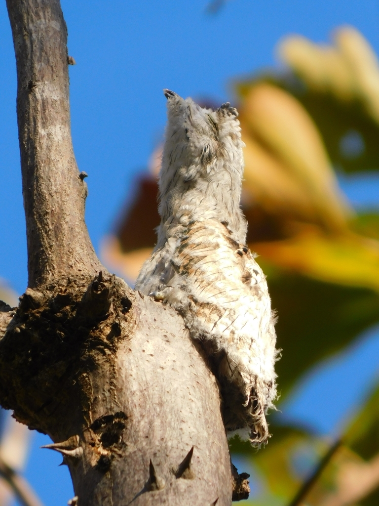 Northern Potoo from Reserva La Mákina on February 19, 2024 at 08:25 AM ...