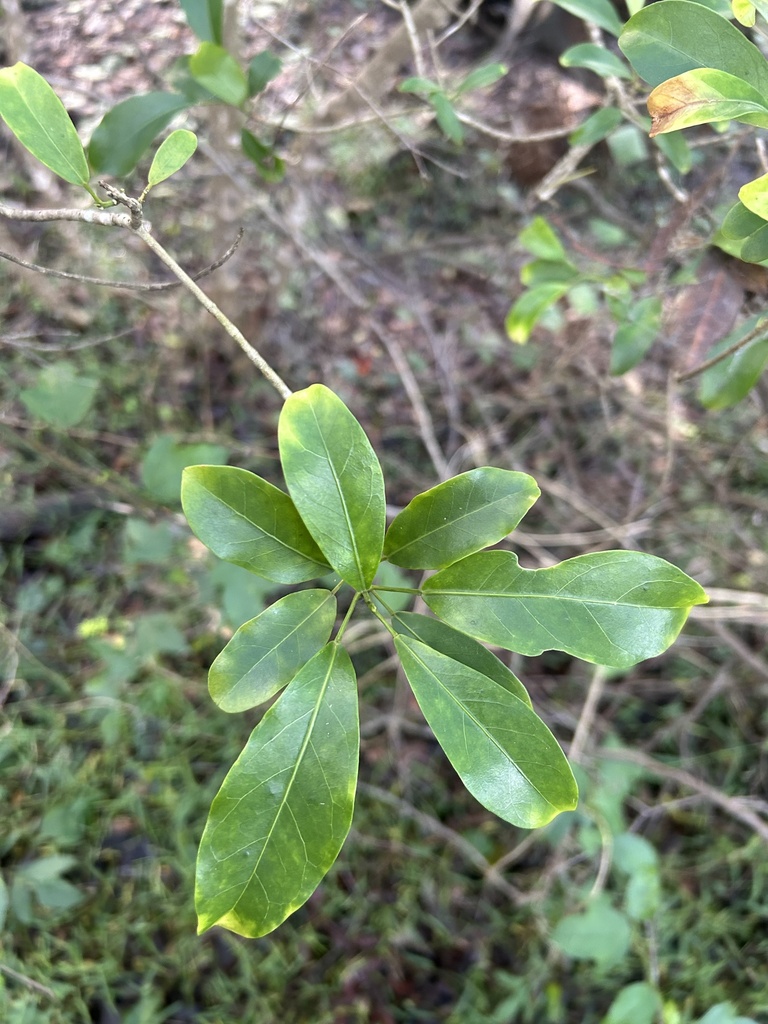glossy acronychia from Greendale Way, Carindale, QLD, AU on March 28