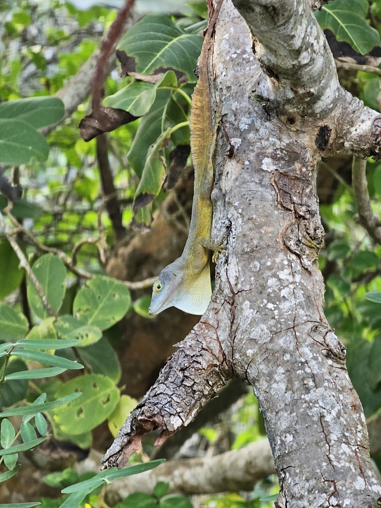 Morne Constant Anole (Anolis ferreus) · iNaturalist