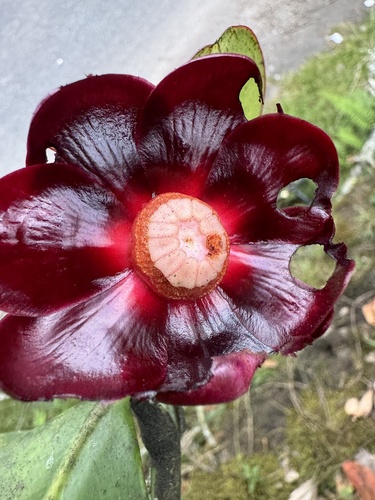Clusia octopetala
