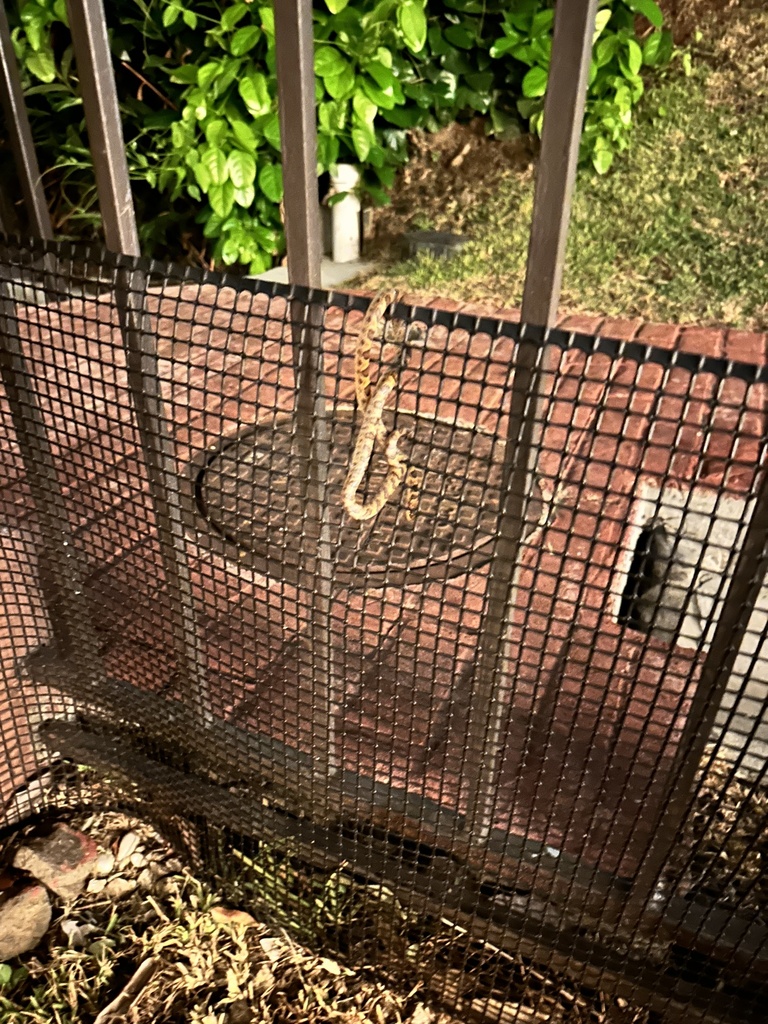 Ornate Cat-eyed Snake from Panamá, PA on March 27, 2024 at 08:10 PM by ...