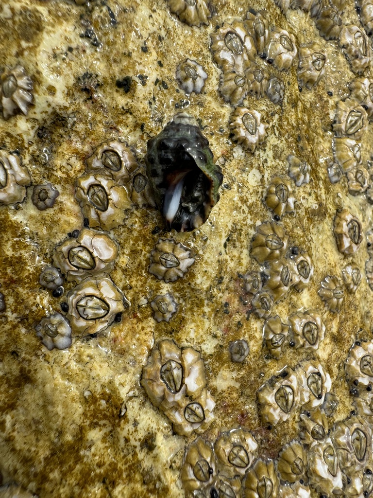 Murex Snails from North Stradbroke Island, Point Lookout, QLD, AU on ...