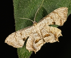 Image of Epiplema incolorata