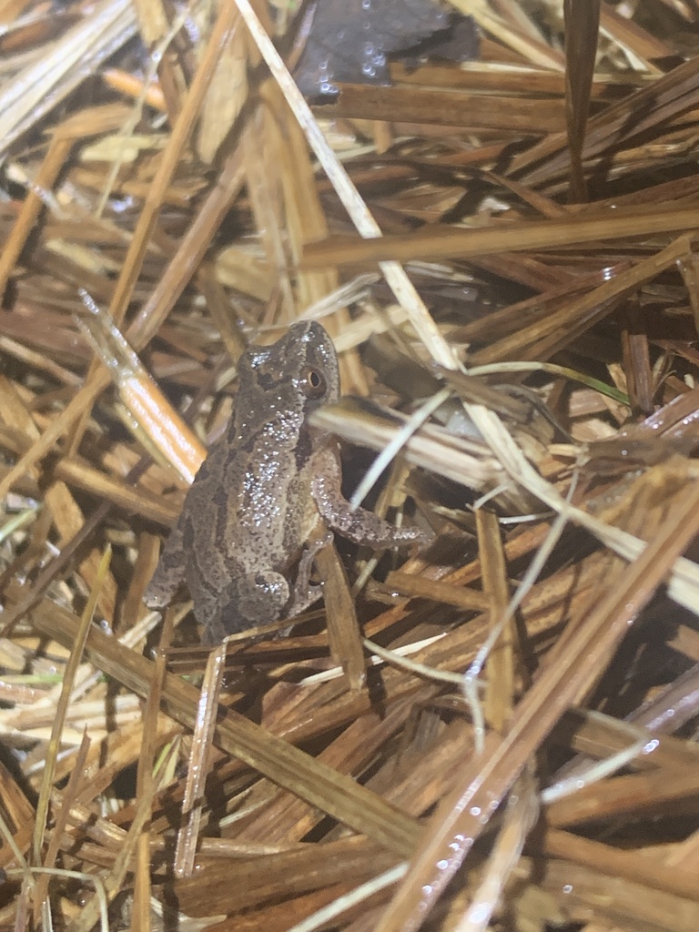 Spring Peeper from Queens, CA-NS, CA on March 27, 2024 at 11:06 PM by ...