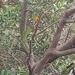 Florida Prairie Warbler - Photo (c) Olivia Kneebone, all rights reserved, uploaded by Olivia Kneebone