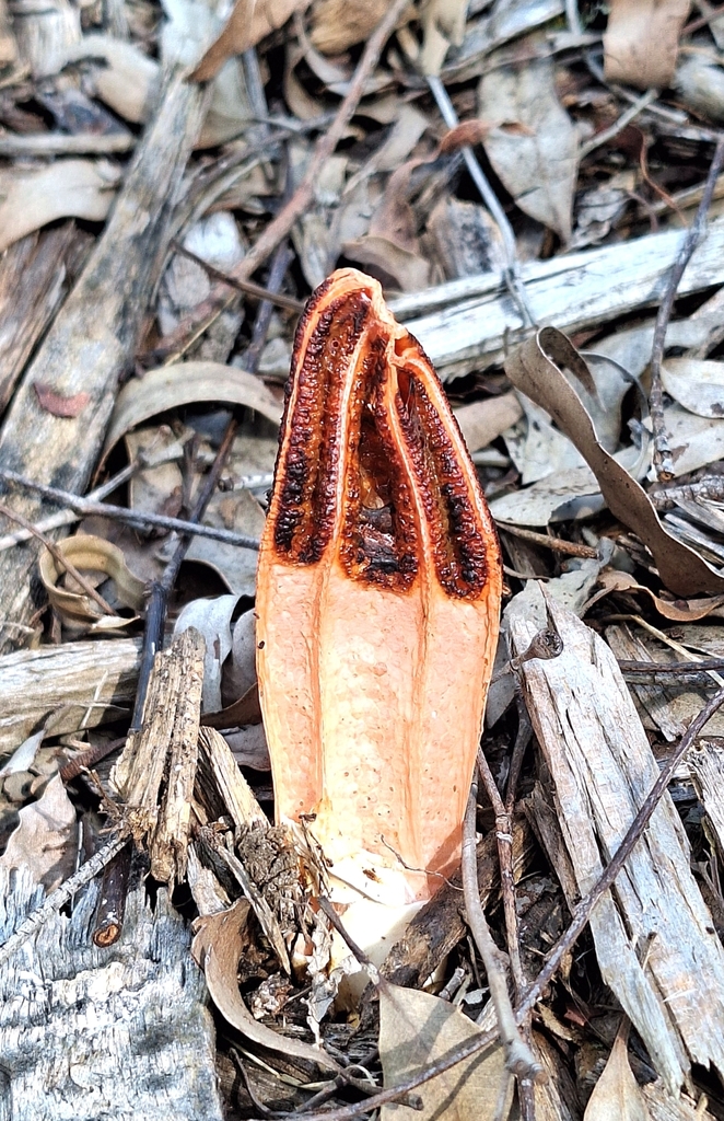 lantern stinkhorn from Chermside QLD 4032, Australia on March 28, 2024 ...