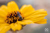 Protandrena californica - Photo (c) Winsten Slowswakey, all rights reserved, uploaded by Winsten Slowswakey