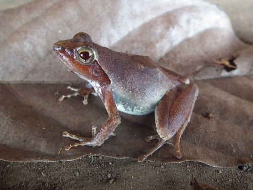 Golden Puddle Frog