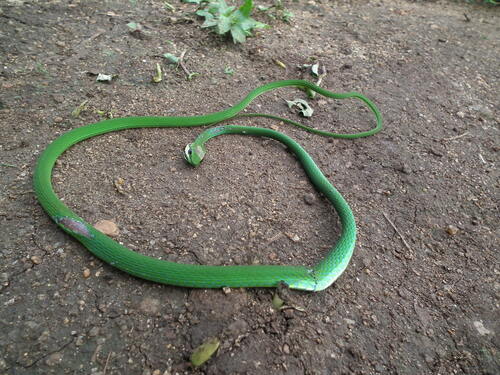 Emerald Snake