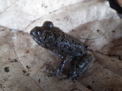 Scotobleps gabonicus