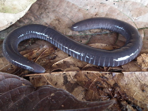 Gaboon Caecilian