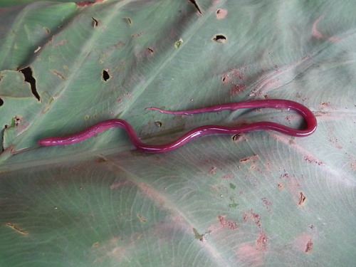 Typhlosynbranchus luticolus