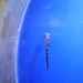 Observation photo