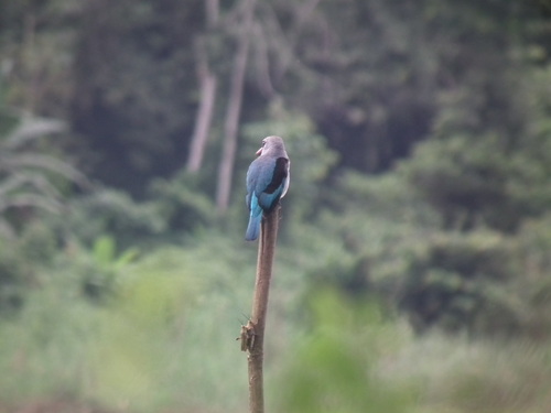 Woodland Kingfisher