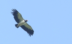 Sarcoramphus papa image