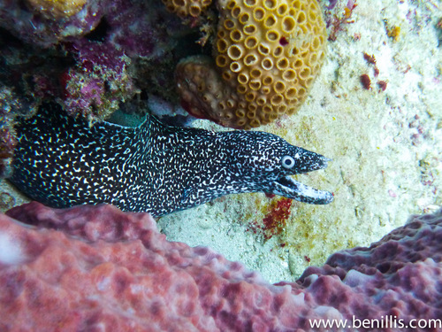Spotted Moray