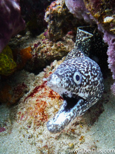 Spotted Moray