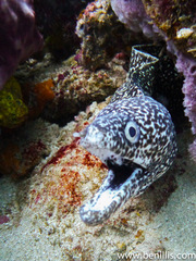 Spotted moray