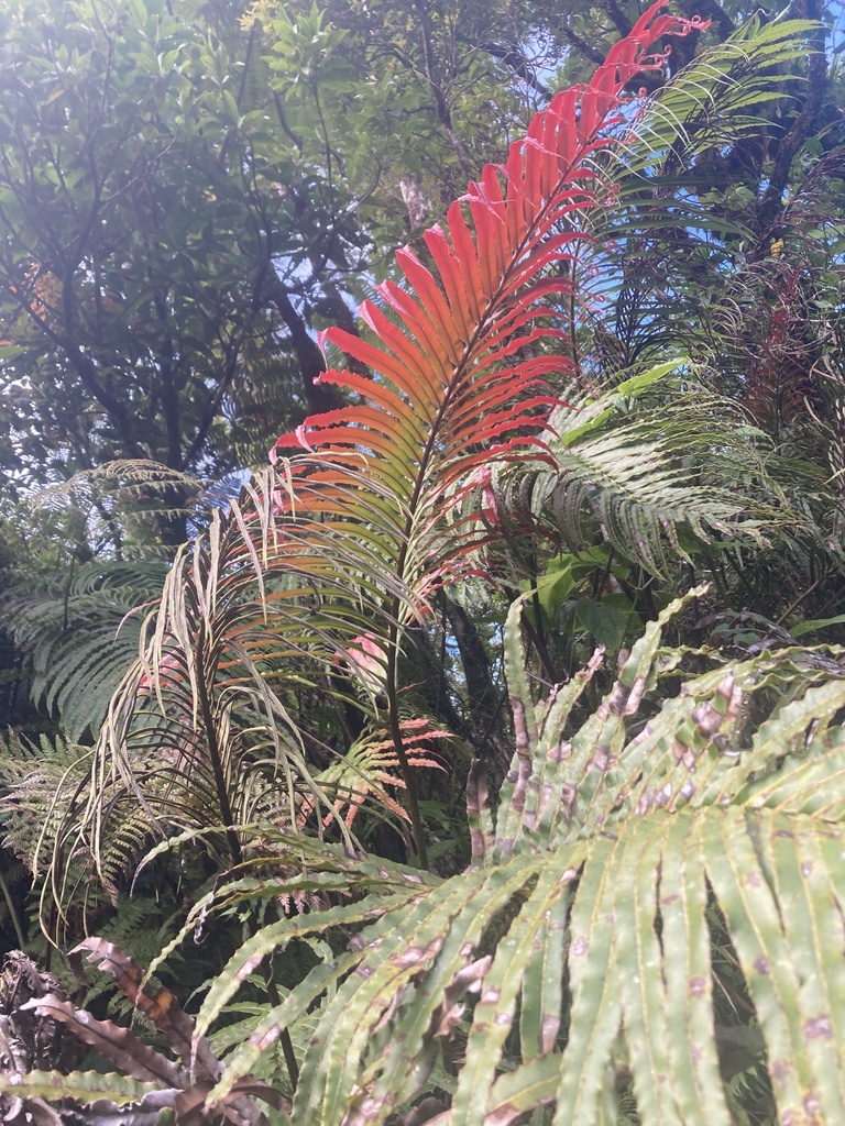 hard ferns from Taveuni, Fiji, FJ on March 28, 2024 at 10:12 AM by Irik ...