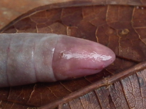 Congo caecilian