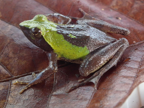 Golden Puddle Frog