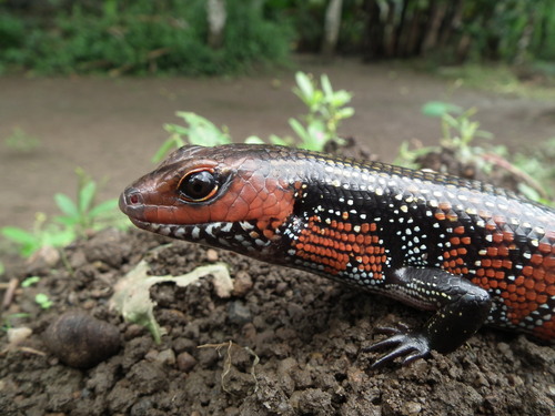 Fire Skink