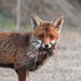 European Red Fox - Photo (c) Olivier Clerc, all rights reserved, uploaded by Olivier Clerc