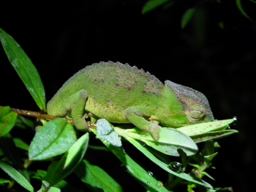 Central Peacock Chameleon
