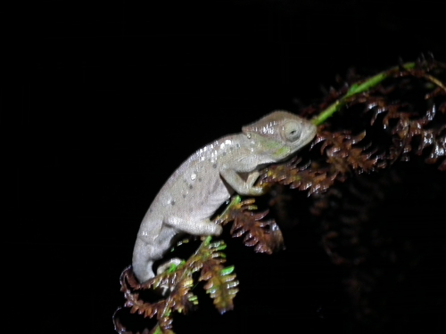 Central Peacock Chameleon
