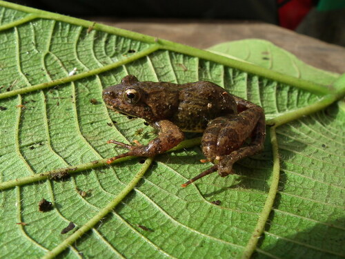 Phrynobatrachus njiomock