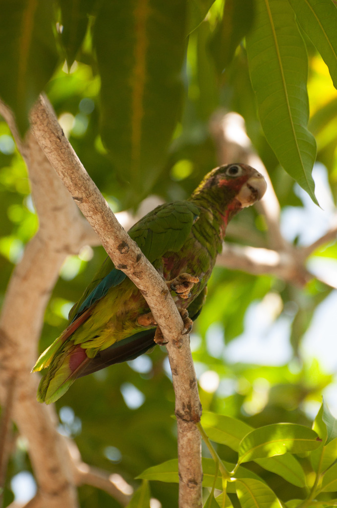 Grand Cayman Parrot in August 2013 by Ben Illis · iNaturalist