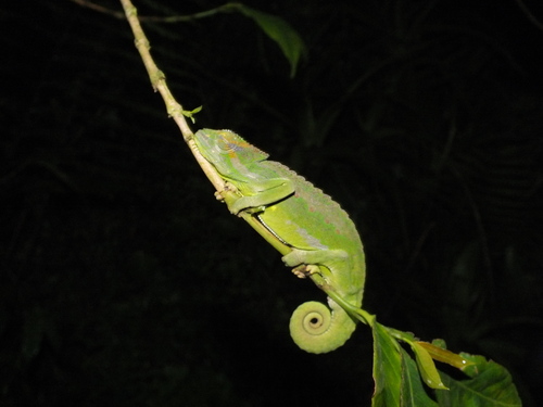 Central Peacock Chameleon