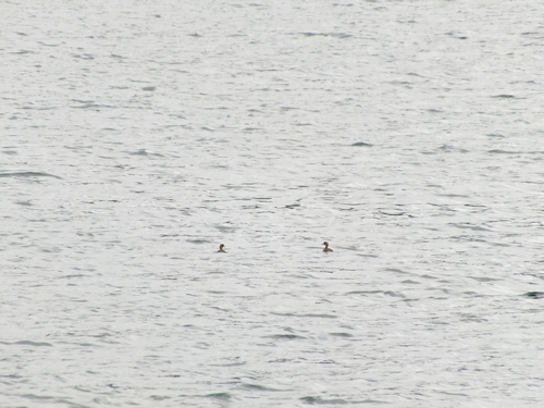 Little Grebe