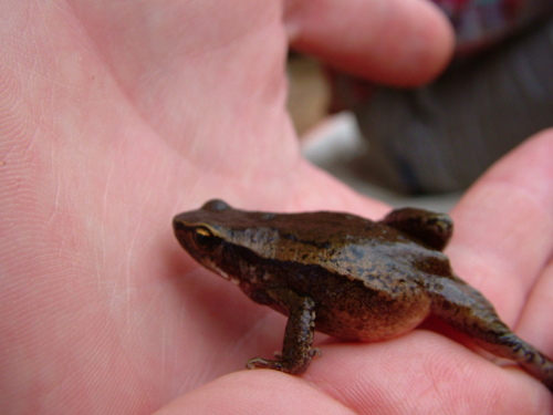 Bambuto Torrent Toad