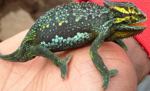 Central Peacock Chameleon