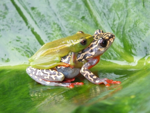 Riggenbach's Reed Frog