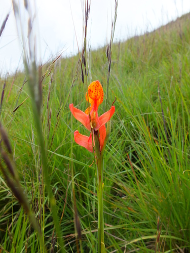 Disa erubescens