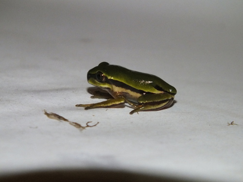 West Cameroon Forest Tree Frog