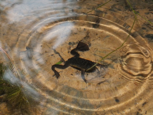 Lake Oku Clawed Frog