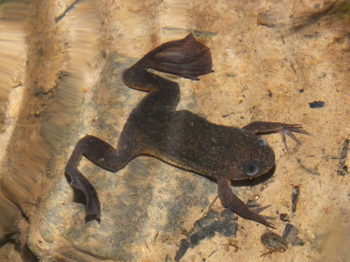 Lake Oku Clawed Frog