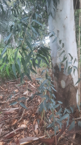 Avistamiento Eucalyptus camaldulensis