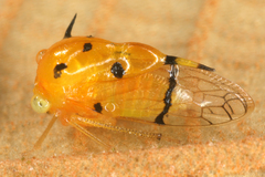 Image of Antonae nigropunctata