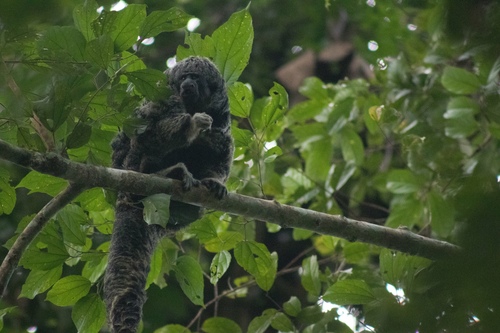 Gray's Bald-faced Saki