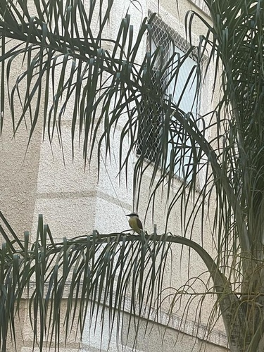 Great Kiskadee