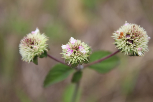 Hyptis lantanifolia