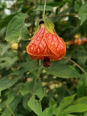 Callianthe picta image