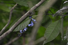 Palicourea brachiata image