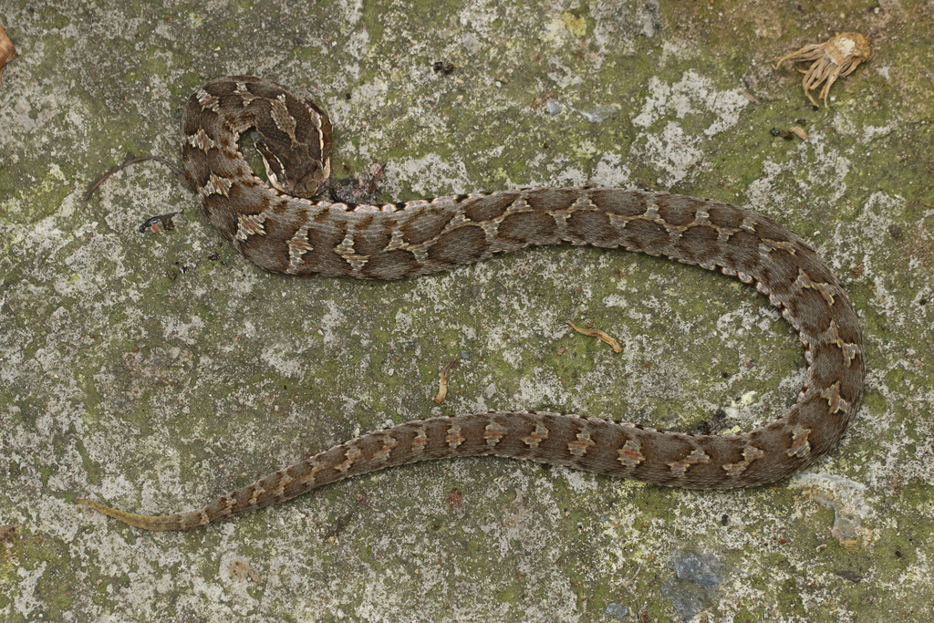 Short-tailed Mamushi in August 2022 by Zhongqi Wang · iNaturalist