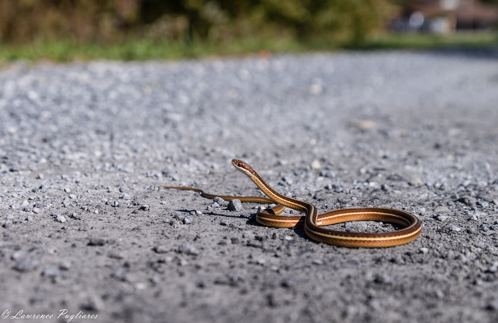 Common Ribbon Snake In October 2018 By Lawrence Pugliares. Observed ...