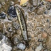 Japanese Striped Loach - Photo (c) jeanvaljean, all rights reserved, uploaded by jeanvaljean